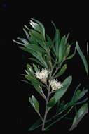 Image of Hakea oleifolia (Sm.) R. Br.