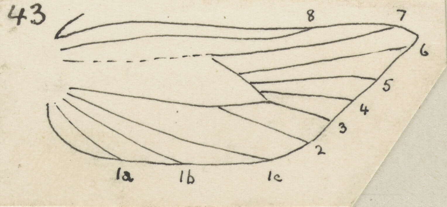 Image of Chrysorthenches drosochalca