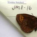 Image de Erebia fletcheri Elwes 1899