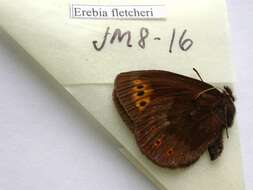 Image of Erebia fletcheri Elwes 1899