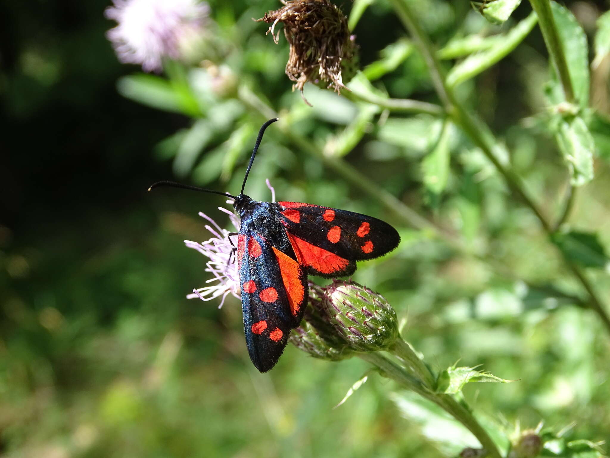 Image of Zygaena ephialtes Linnaeus 1767