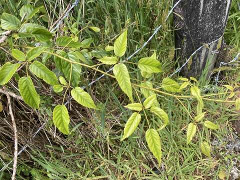 Imagem de Rubus cissoides A. Cunn.