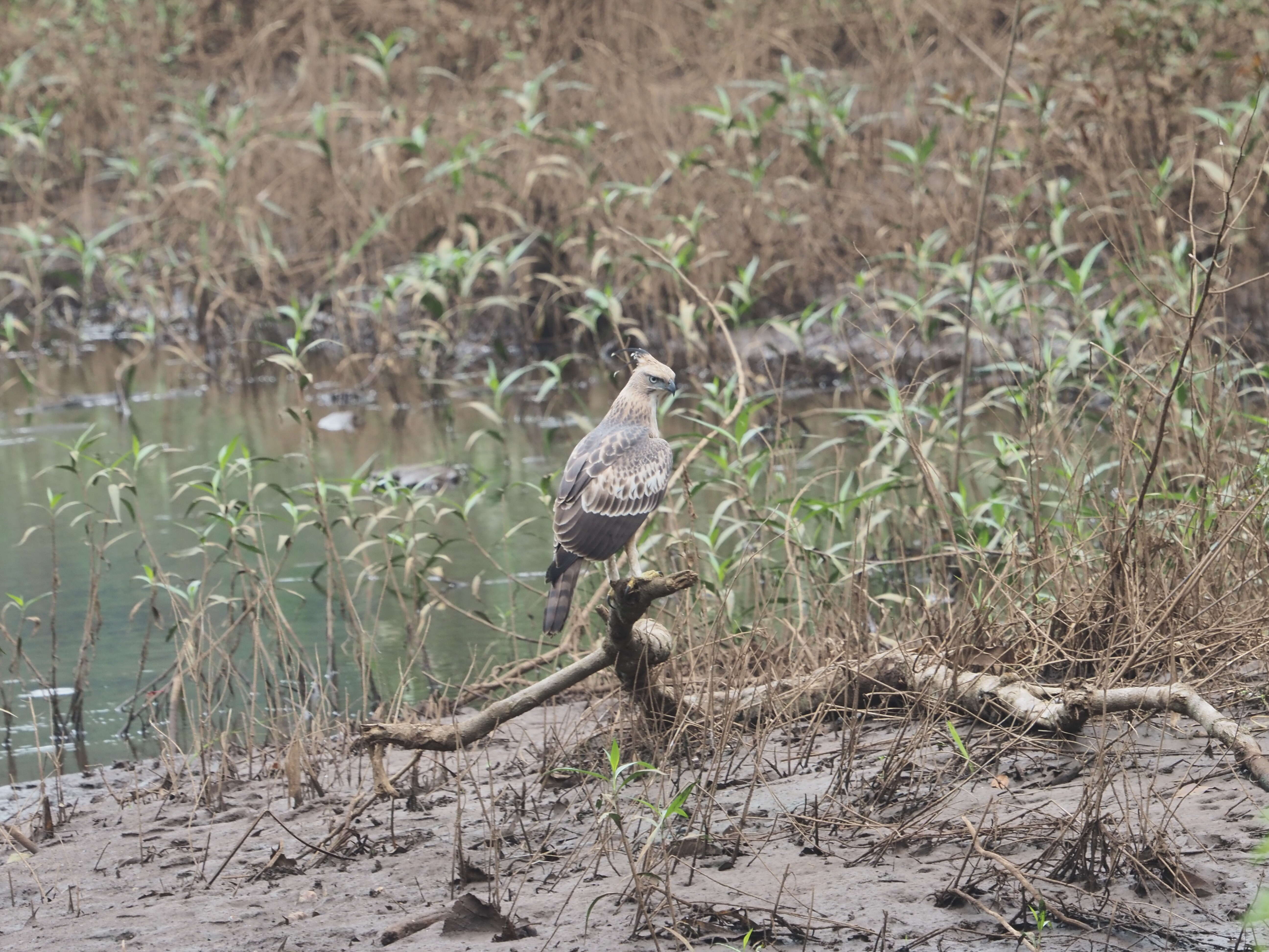 Nisaetus cirrhatus (Gmelin & JF 1788) resmi