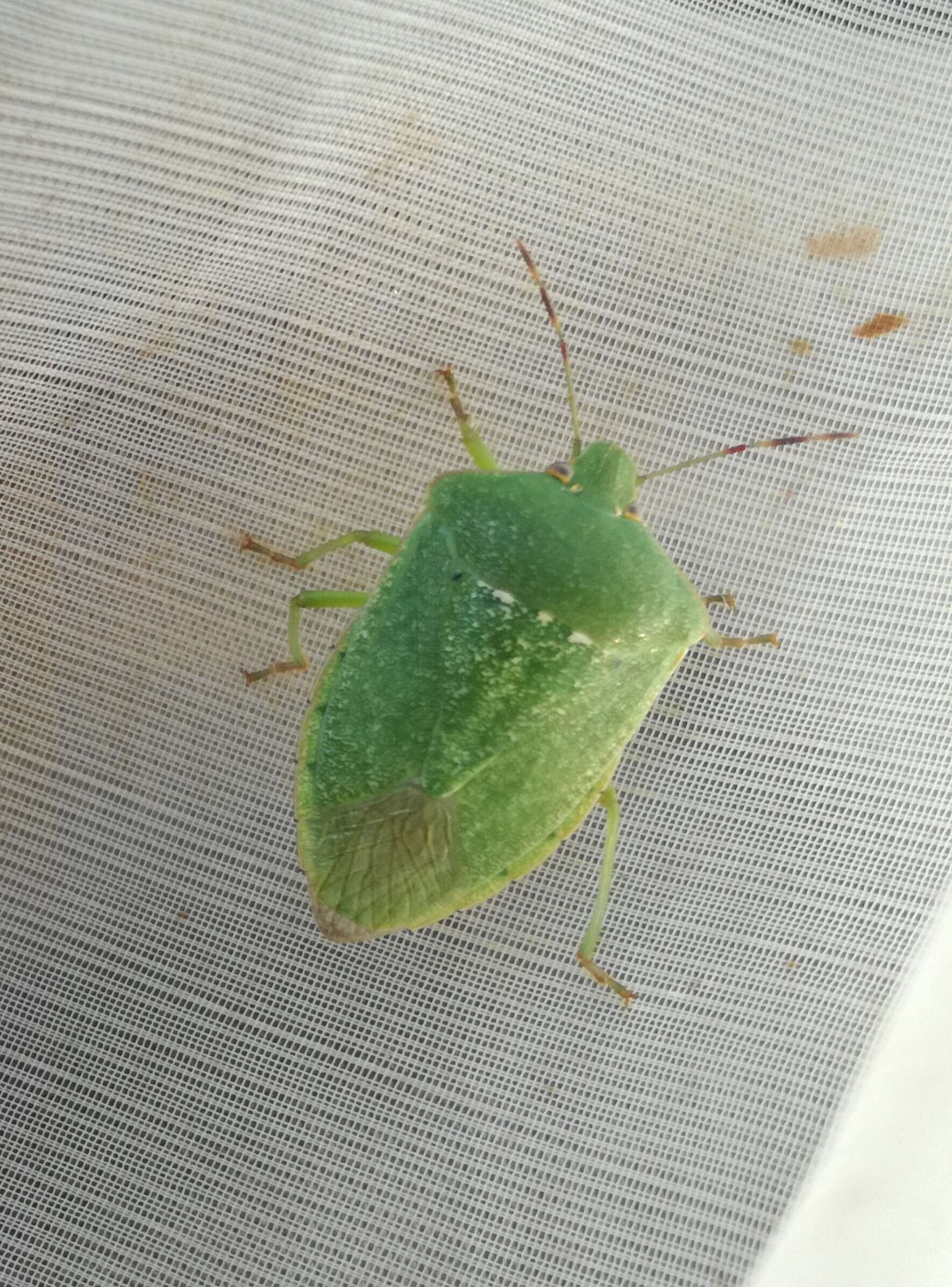 Image of Southern green stink bug