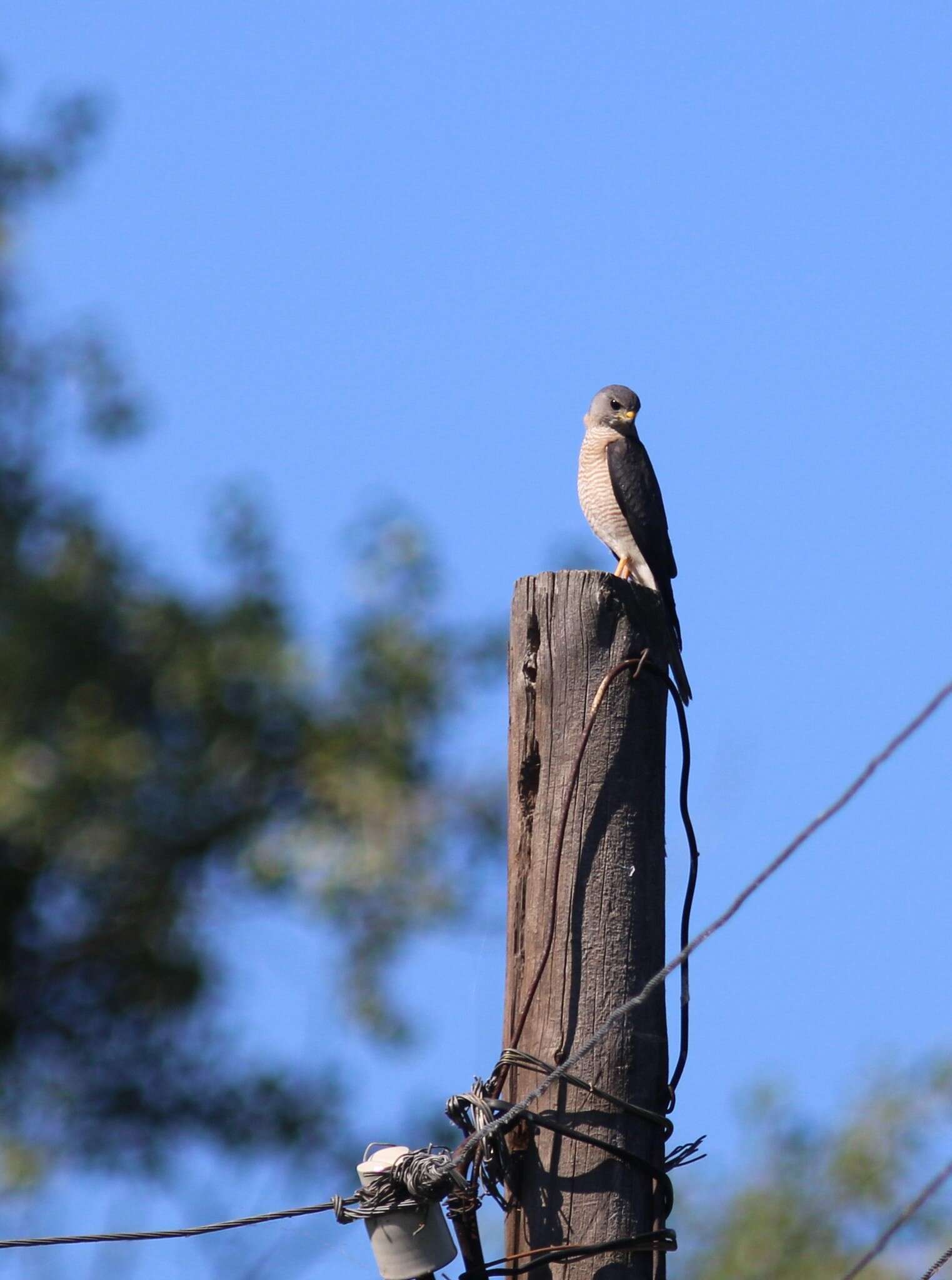 Image of Levant Sparrowhawk