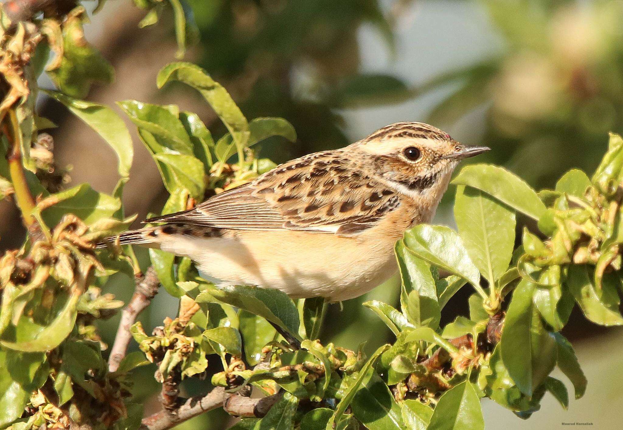 Image of Whinchat