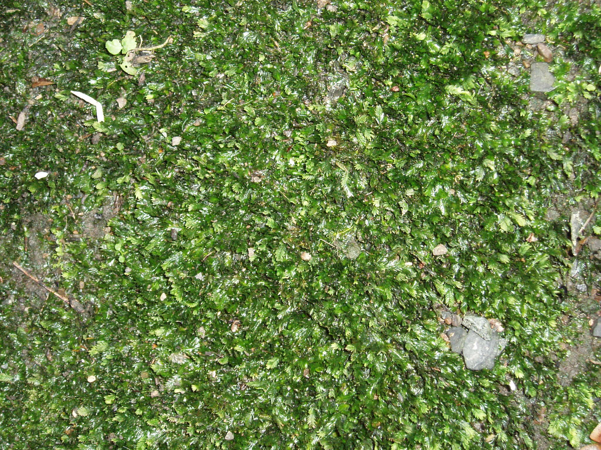 Image of fissidens moss