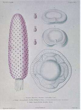 Image of Tentaculata Eschscholtz 1825