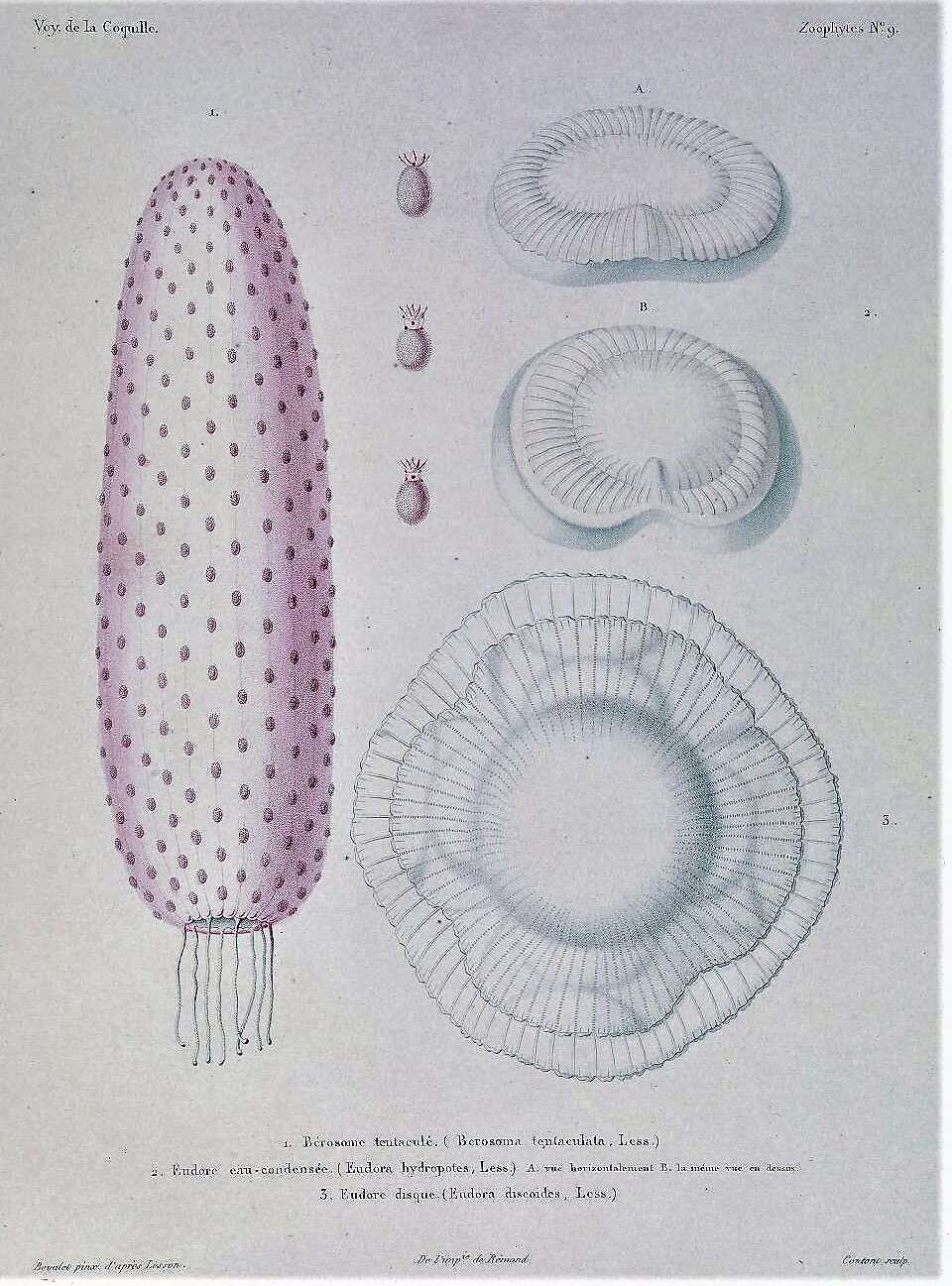 Image de Tentaculata Eschscholtz 1825