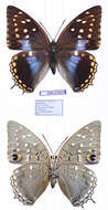 Image of Imperial Blue Charaxes