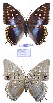 Charaxes imperialis Butler 1874的圖片