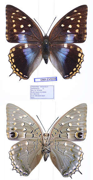 Image of Imperial Blue Charaxes