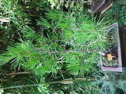 Image of umbrella-pine family