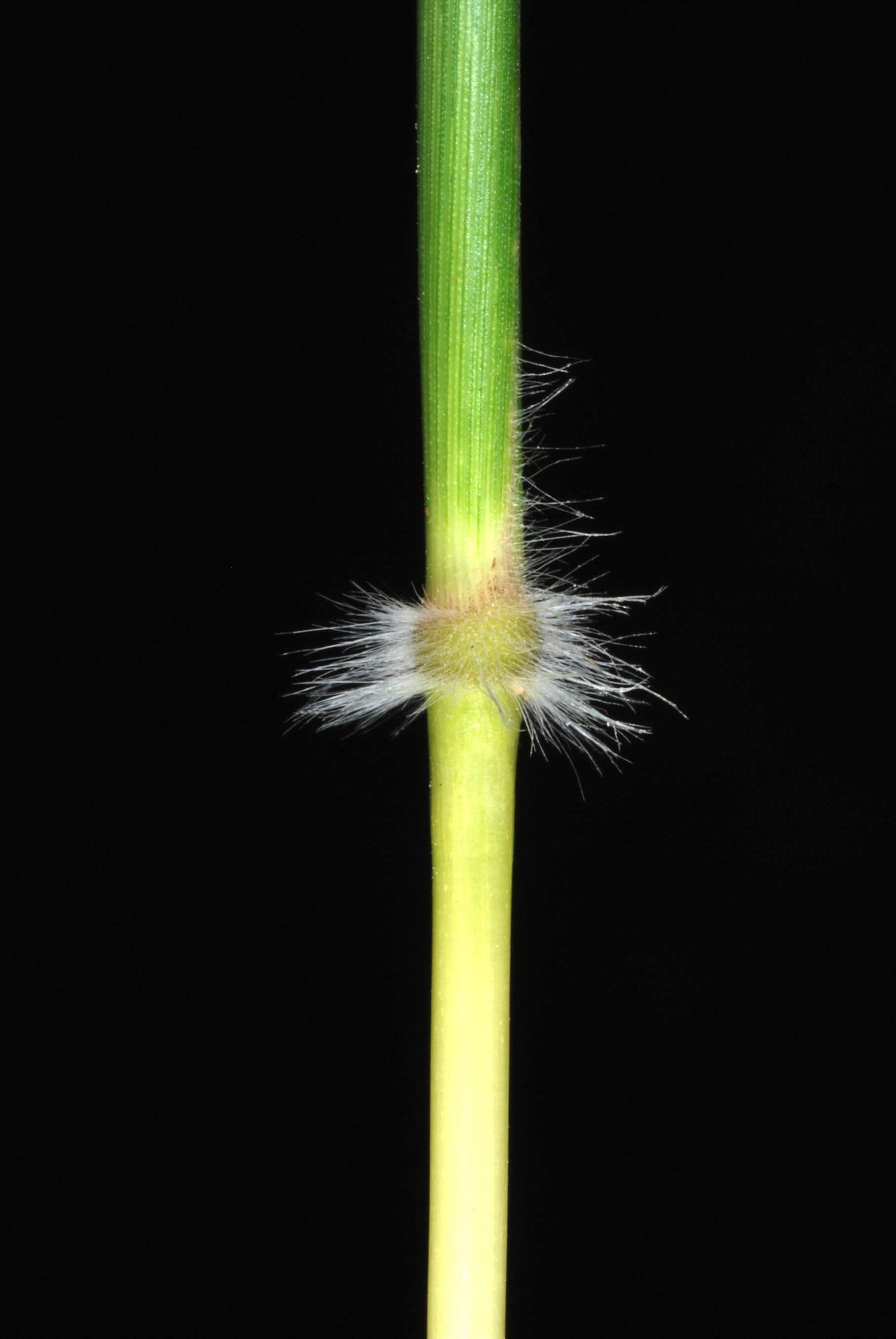 Image of Kleberg's bluestem