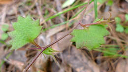 Image of Goodenia rotundifolia R. Br.