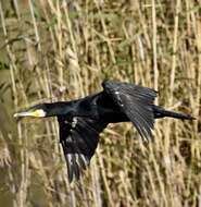 Image of Black Shag