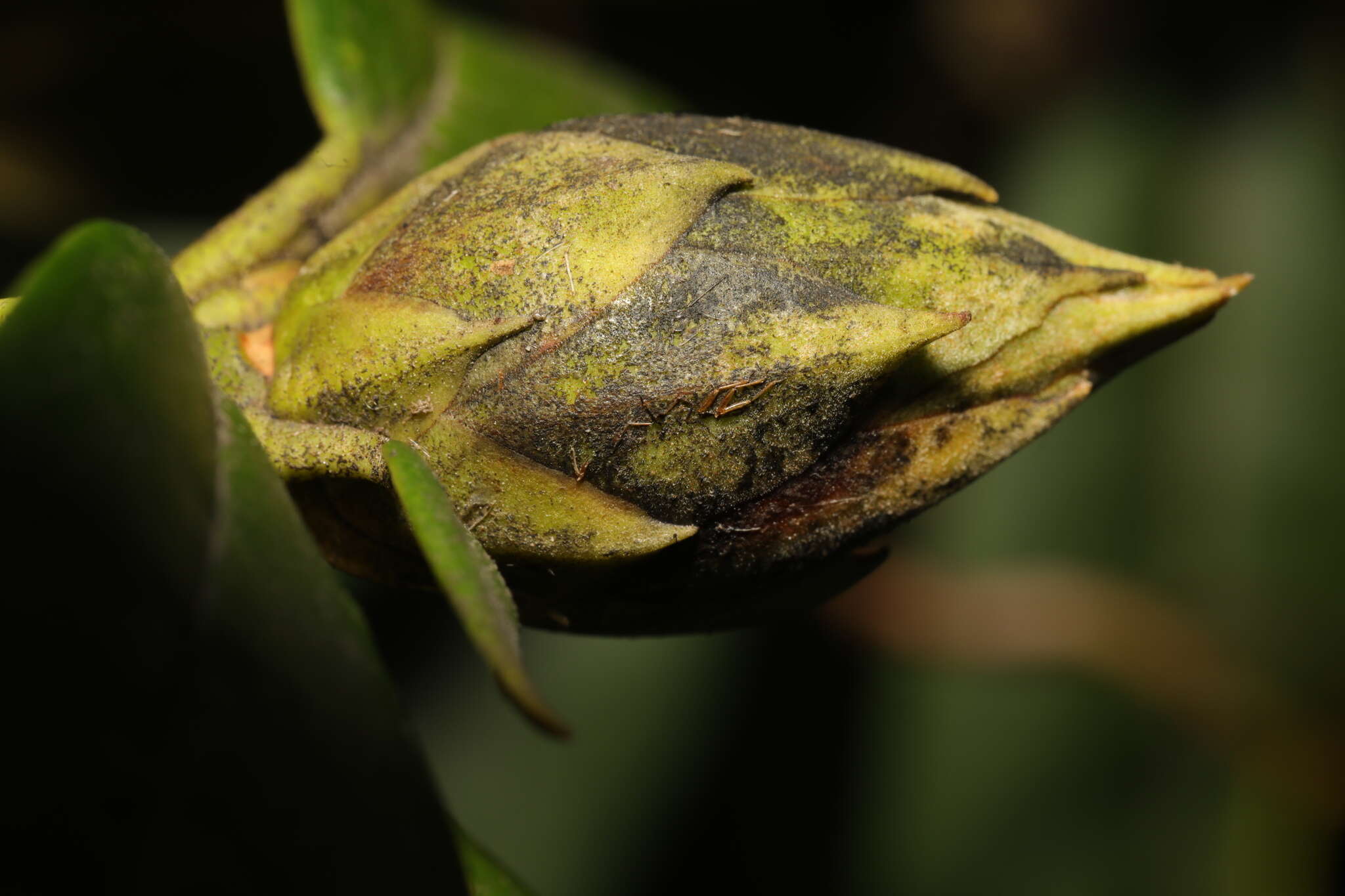 Image of Seifertia azaleae (Peck) Partr. & Morgan-Jones 2002