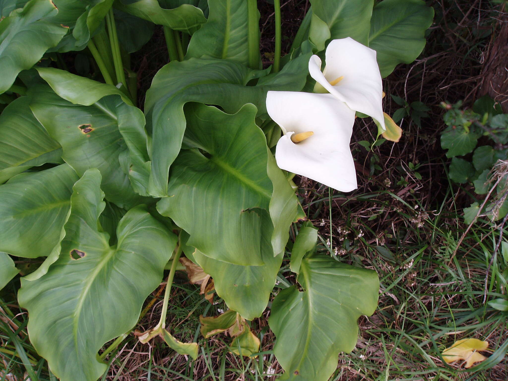 Image of calla lily