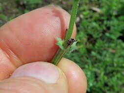 Image of Common Vetch