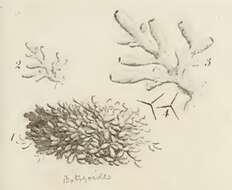 Imagem de Leucosolenia botryoides (Ellis & Solander 1786)