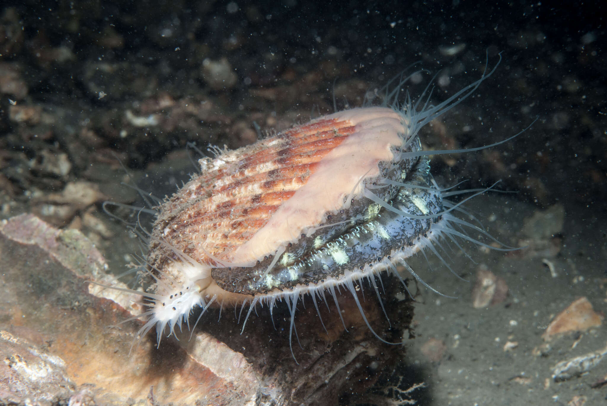 Image of Aequipecten P. Fischer 1886