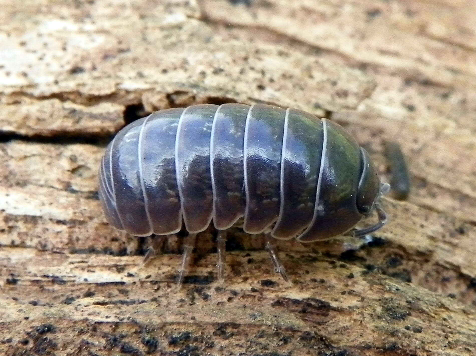 Image of Pill woodlouse