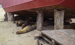 Image of Galapagos Fur Seal