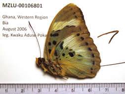 Image of Euphaedra medon Linnaeus 1763