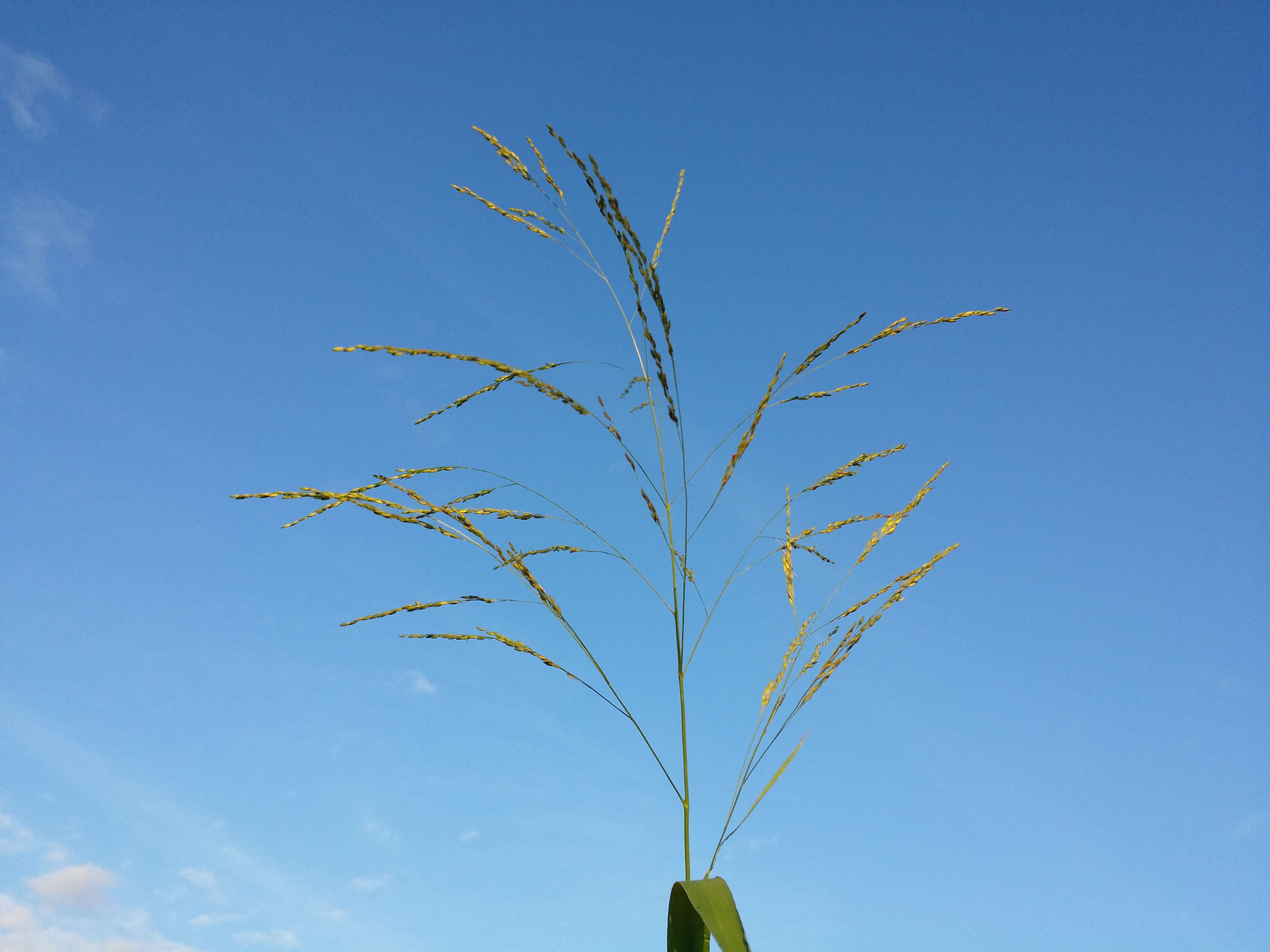 Panicum dichotomiflorum Michx. resmi