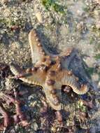 Image of chocolate chip sea star