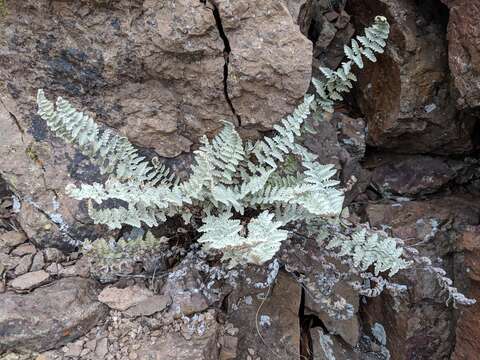 Image of Eaton's lipfern