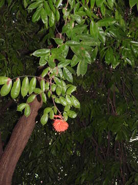 Image de Brownea grandiceps Jacq.