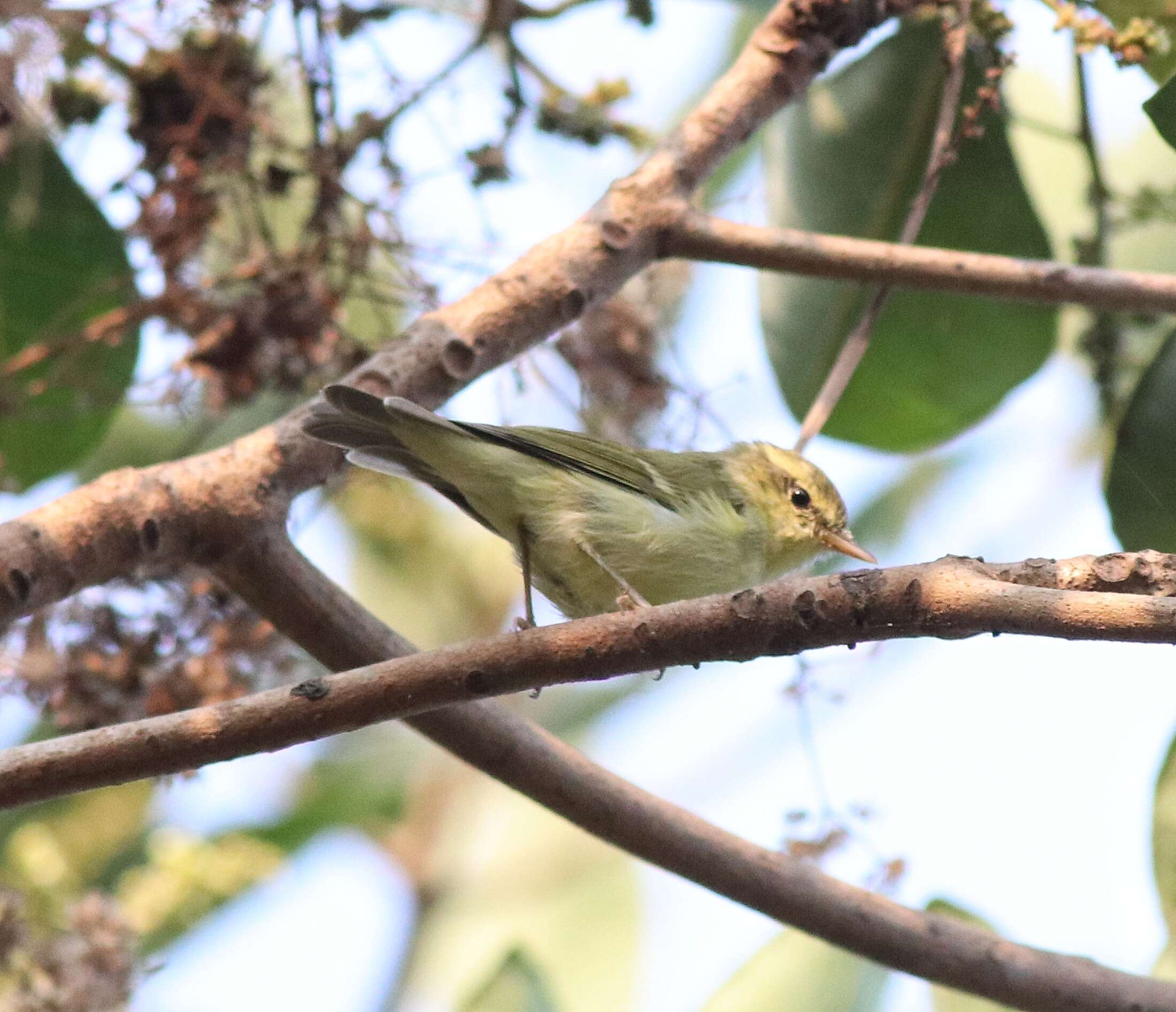 Image of Willow Warbler