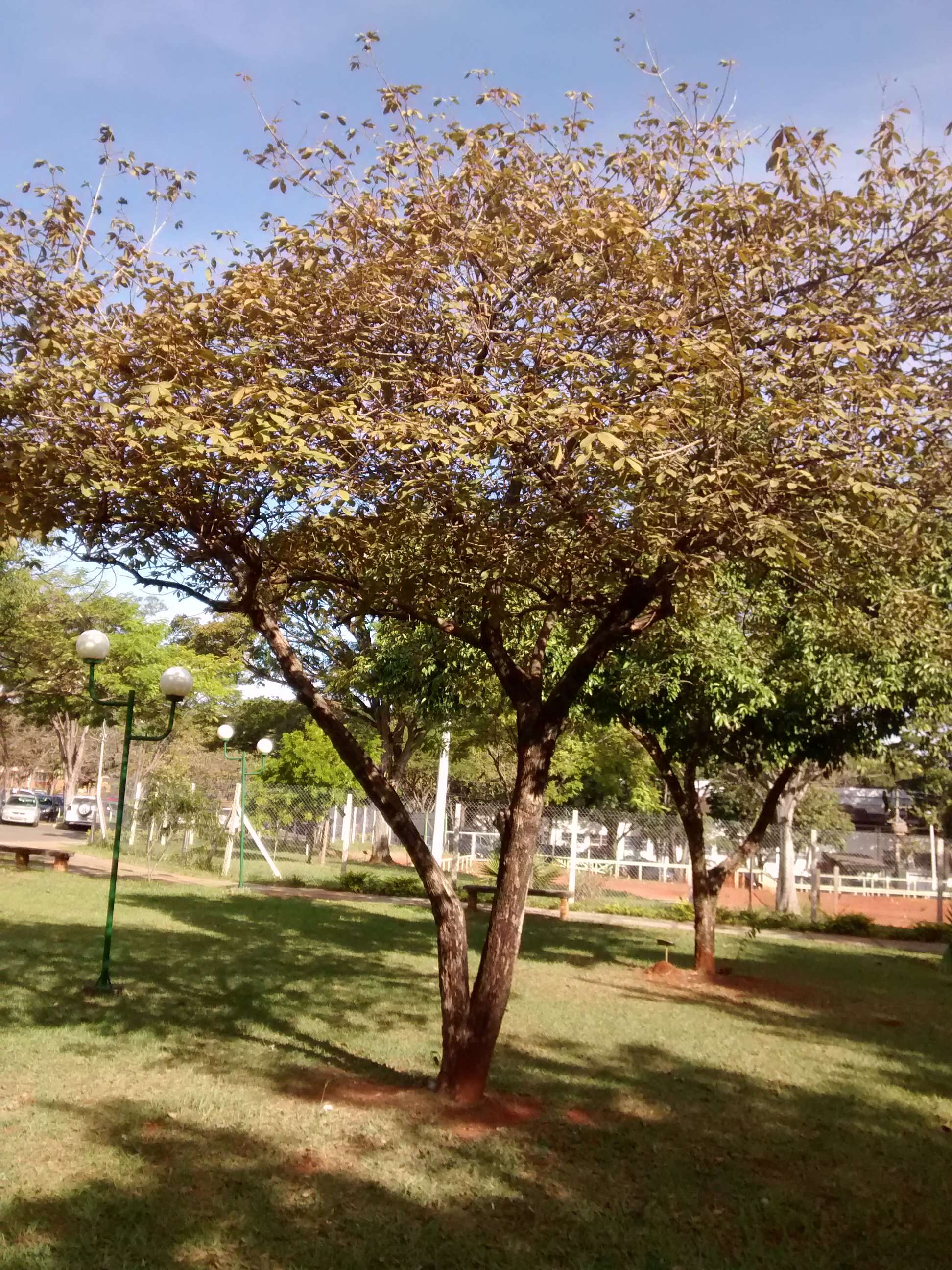 Image of Vitex megapotamica (Spreng.) Moldenke