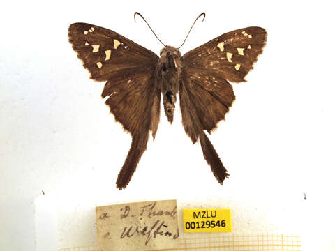 Image of Dorantes Longtail