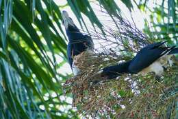 Image of Trumpeter Hornbill