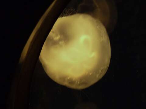 Image of Brown-banded moon jelly