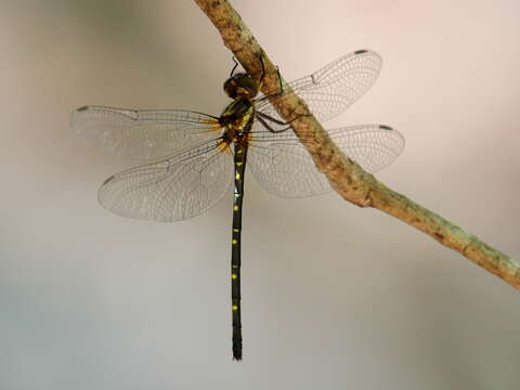 Image of Eusynthemis nigra (Tillyard 1906)