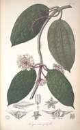 Image of Hoya macrophylla Bl.