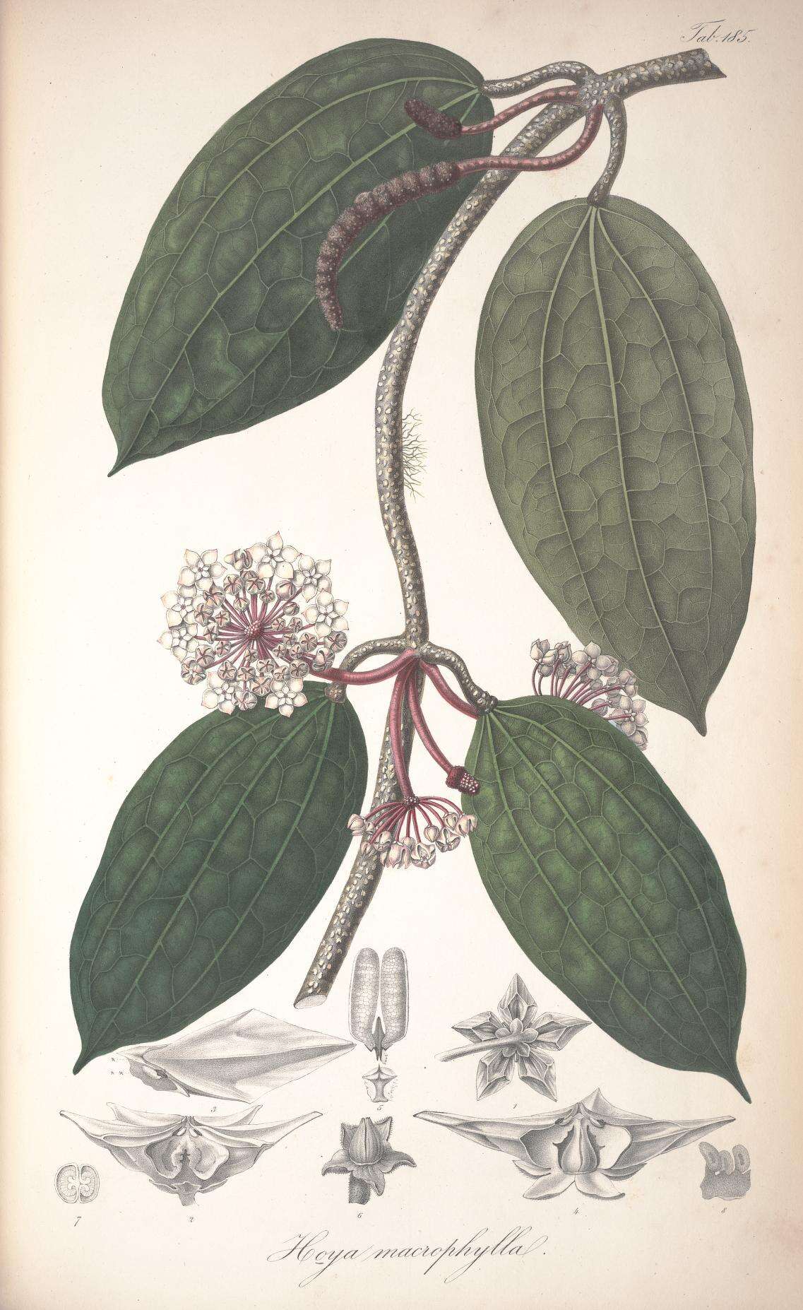 Image of Hoya macrophylla Bl.