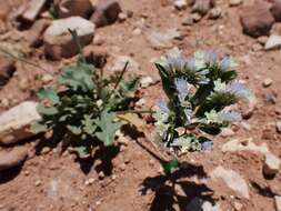 Imagem de Limonium thouinii (Viv.) O. Kuntze