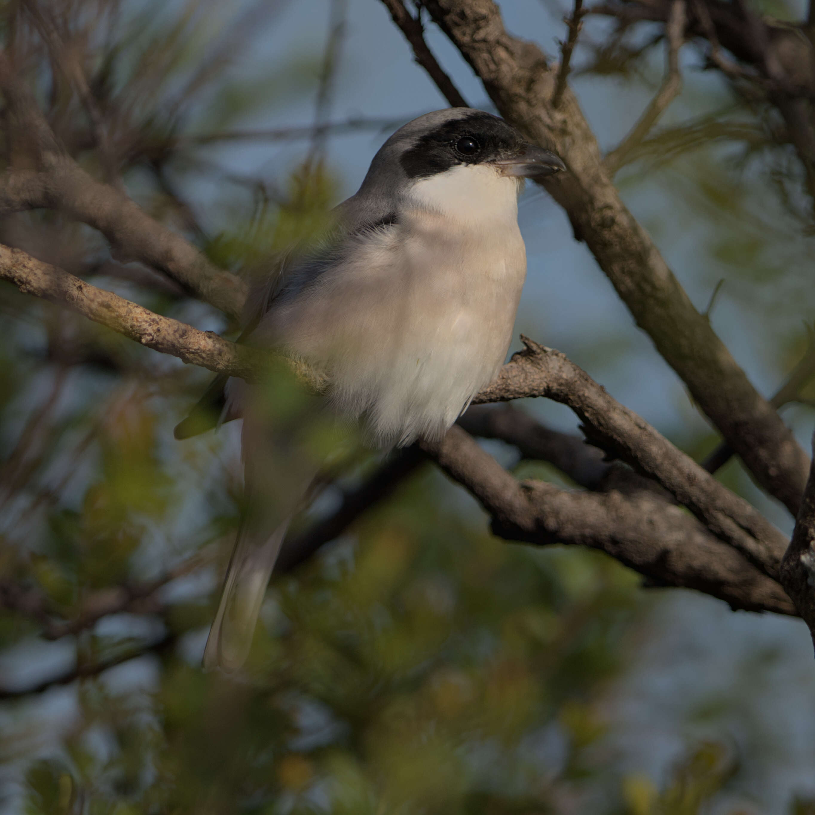 Image of Lesser Grey Shrike