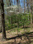 Image of flowering dogwood