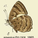 Image of Arhopala arsenius Felder & Felder 1865