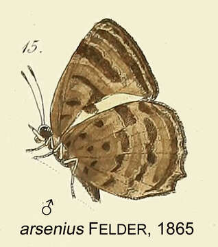 Imagem de Arhopala arsenius Felder & Felder 1865