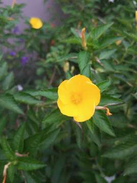 Ludwigia grandiflora var. hexapetala (Hook. & Arn.) D. B. Ward resmi