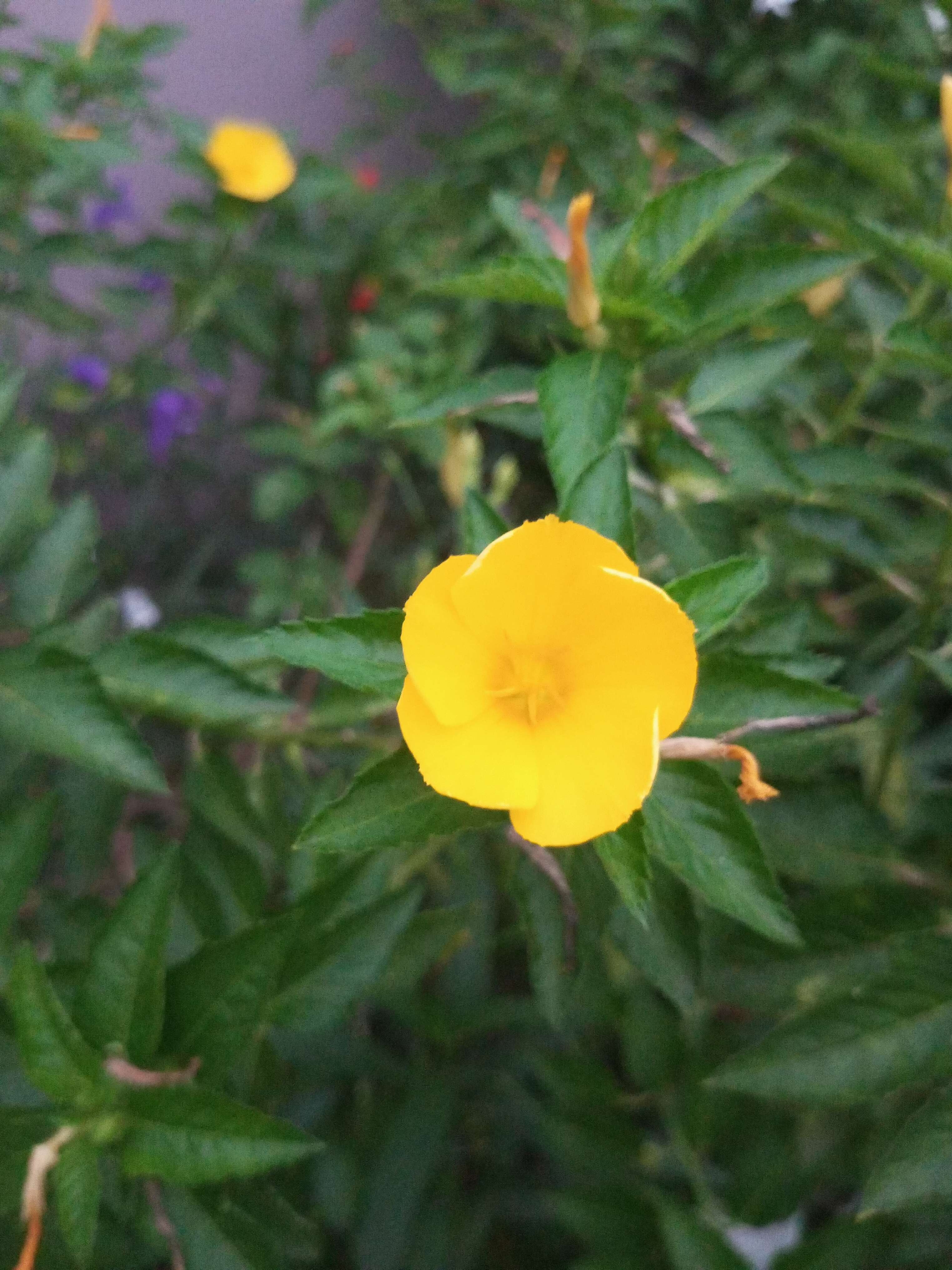 Ludwigia grandiflora var. hexapetala (Hook. & Arn.) D. B. Ward resmi