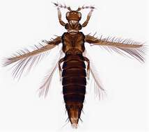 Image of Selenothrips