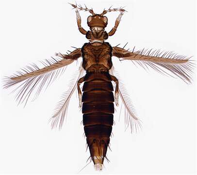 Imagem de Selenothrips