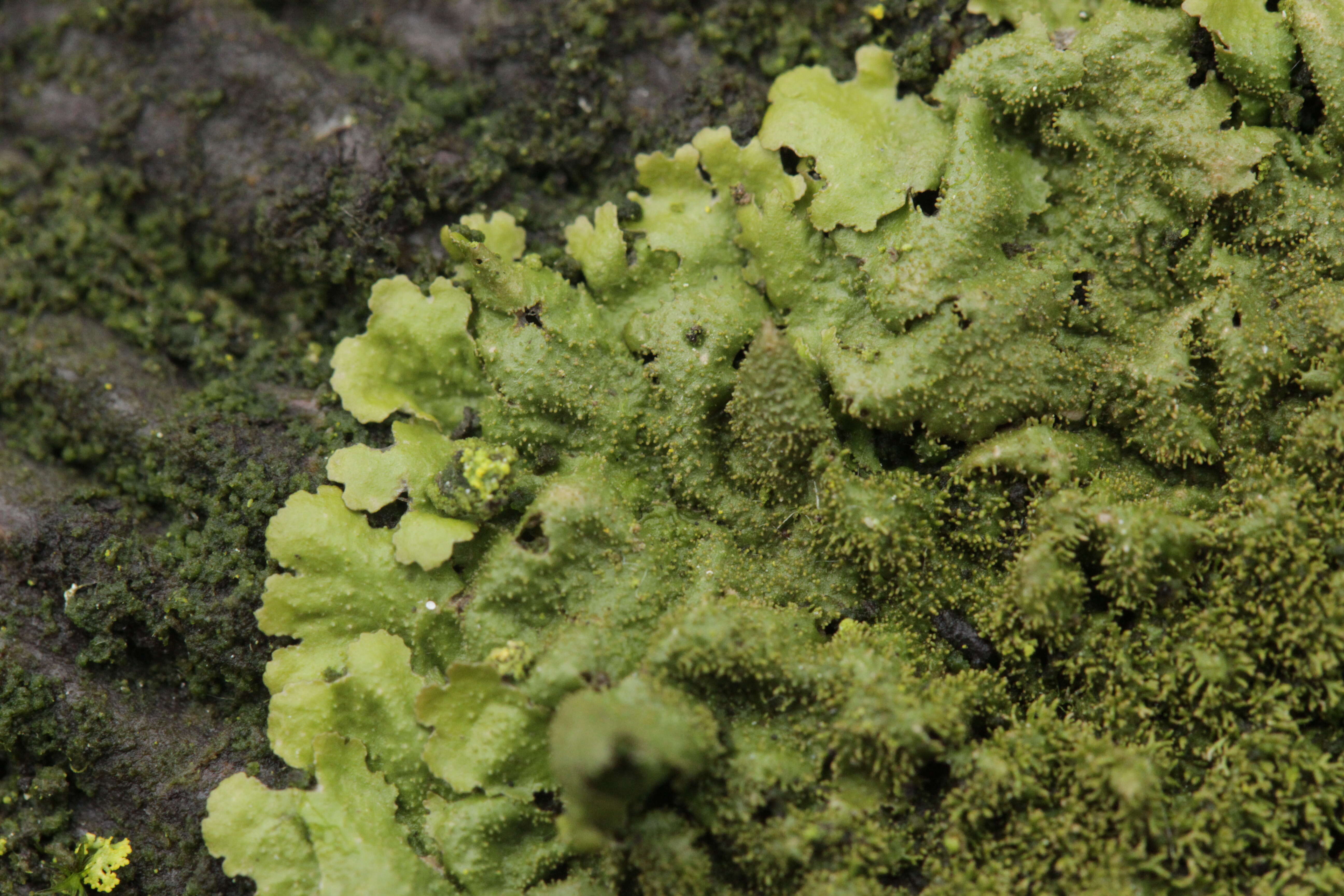 Image of Elegant camouflage lichen